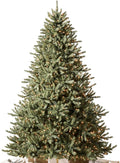 Balsam Hill Artificial Christmas Tree 7.5ft Pre-Lit Classic Blue Spruce With 1000 Clear Incandescent Lights